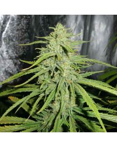 Royal Queen Seeds - Royal Highness