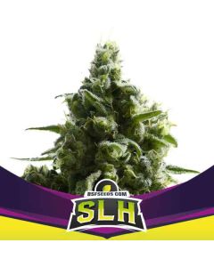BSF - SLH Super Lemon Haze