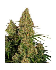 Sensi Seeds - Sticki Orange Auto XXL