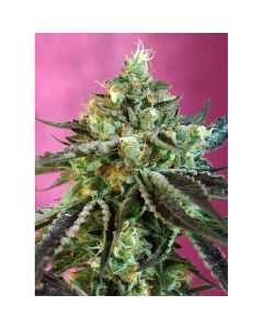 Sweet Seeds - Sweet Nurse Auto CBD