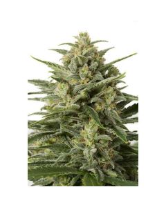 Barney's Farm - White Widows Auto XXL 