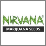 Nirvana Seeds