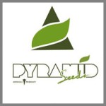 Pyramid Seeds