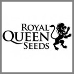 Royal Queen Seeds