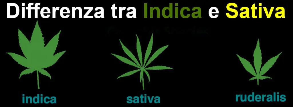 Differenza tra Sativa e Indica