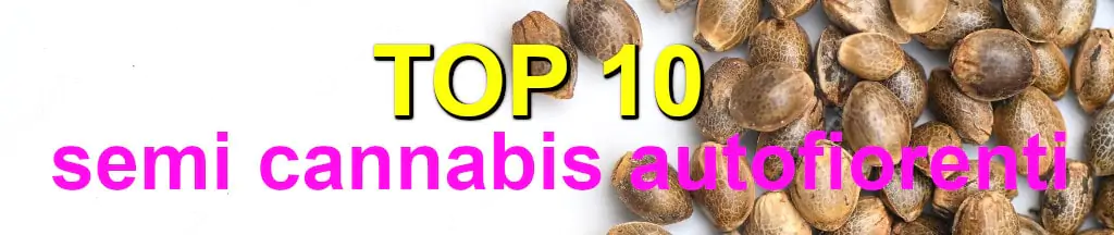 top 10 semi cannabis autofiorenti