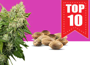 top 10 semi autofiorenti di cannabis da collezione