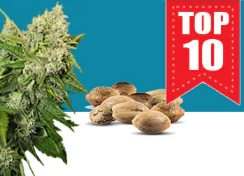 top 10 semi CBD di cannabis da collezione