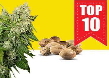 top 10 semi femminizzati di cannabis da collezione