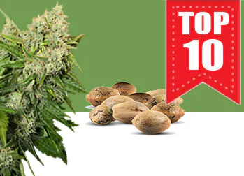 top 10 semi regolari di cannabis da collezione